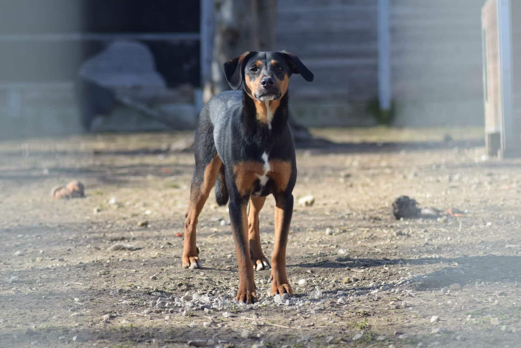 Theo, male Mixed Breed for adoption at Kärntner Tierschutzverein Villach, Villach photo 2