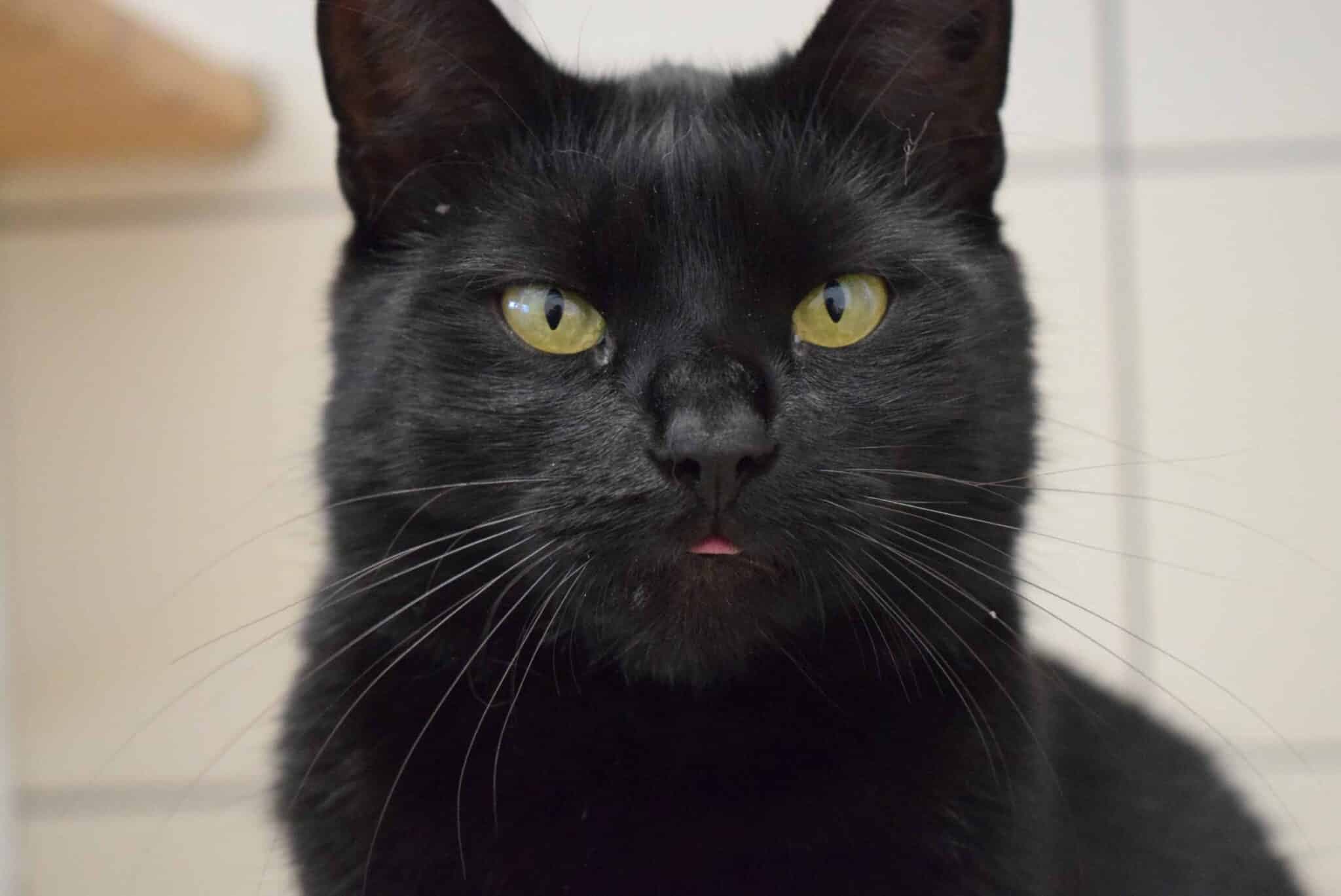 Eleven, female mixed breed for adoption at Kärntner Tierschutzverein Villach, Villach photo 2