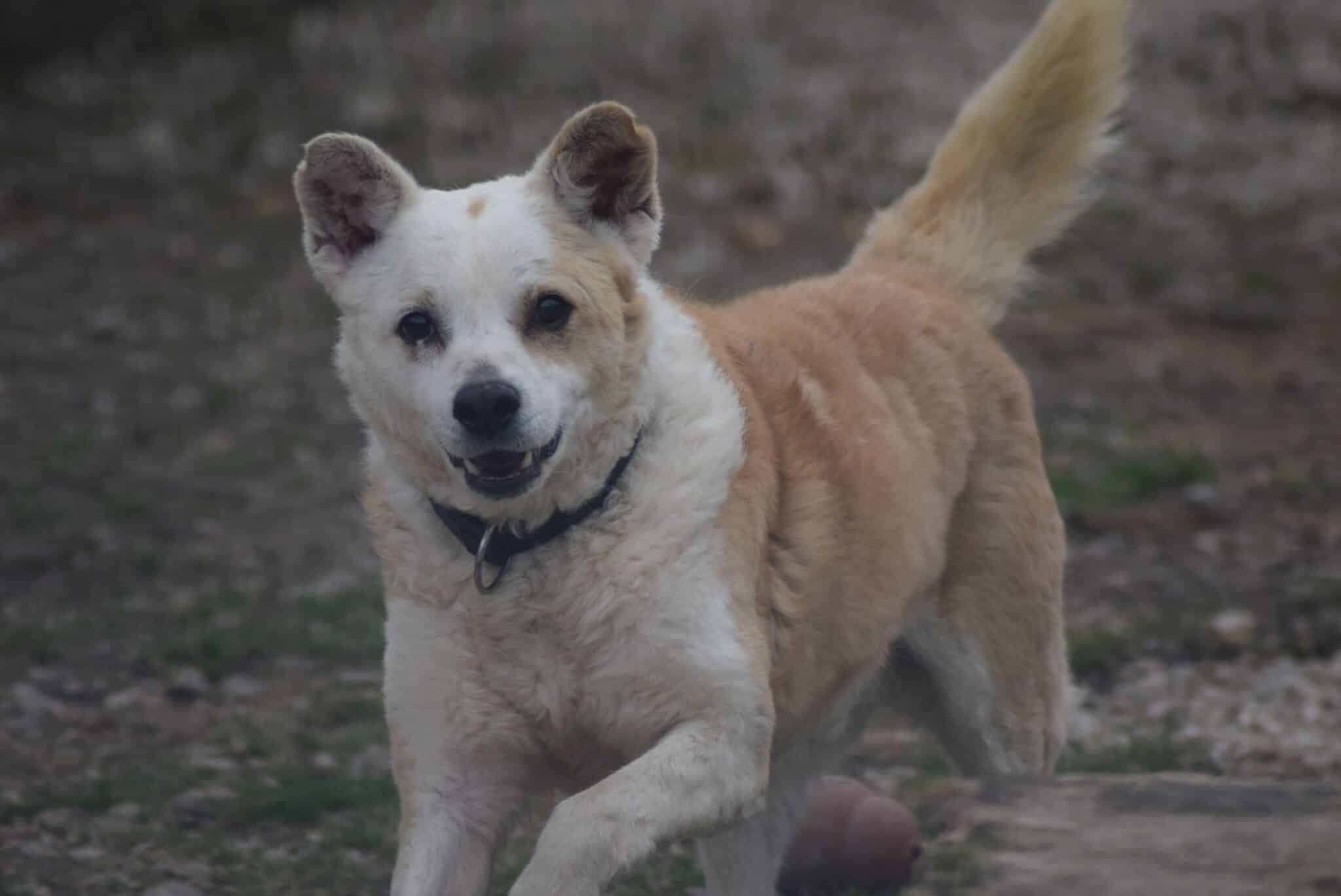 Brik, male Mixed Breed for adoption at Villach