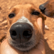 Diamond, female Rhodesian Ridgeback for adoption at Wigglestail Animal Sanctuary — photo 3 of 6