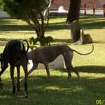 Blog, female Galgo Español for adoption at 112 Carlota Galgos, 112 Carlota Galgos photo 5