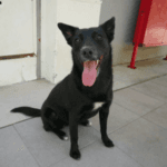 Rubby, female Mixed Breed for adoption at Animal Rescue Bosnia, Bosnia photo 3