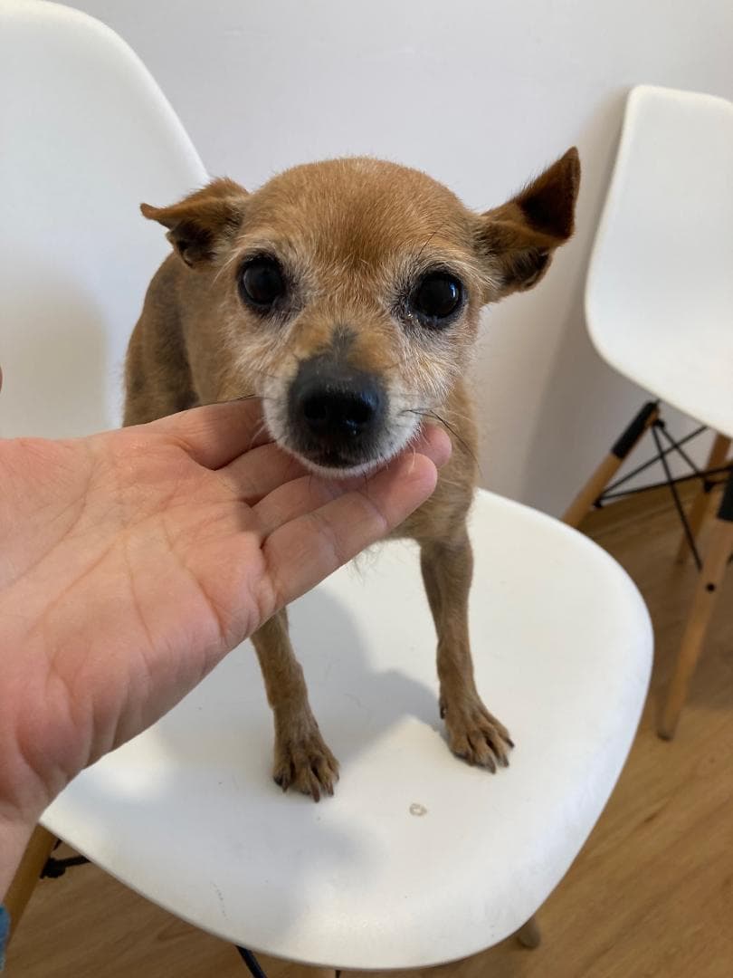 Raisa, female Mixed Breed for adoption at Arca Sevilla, Seville