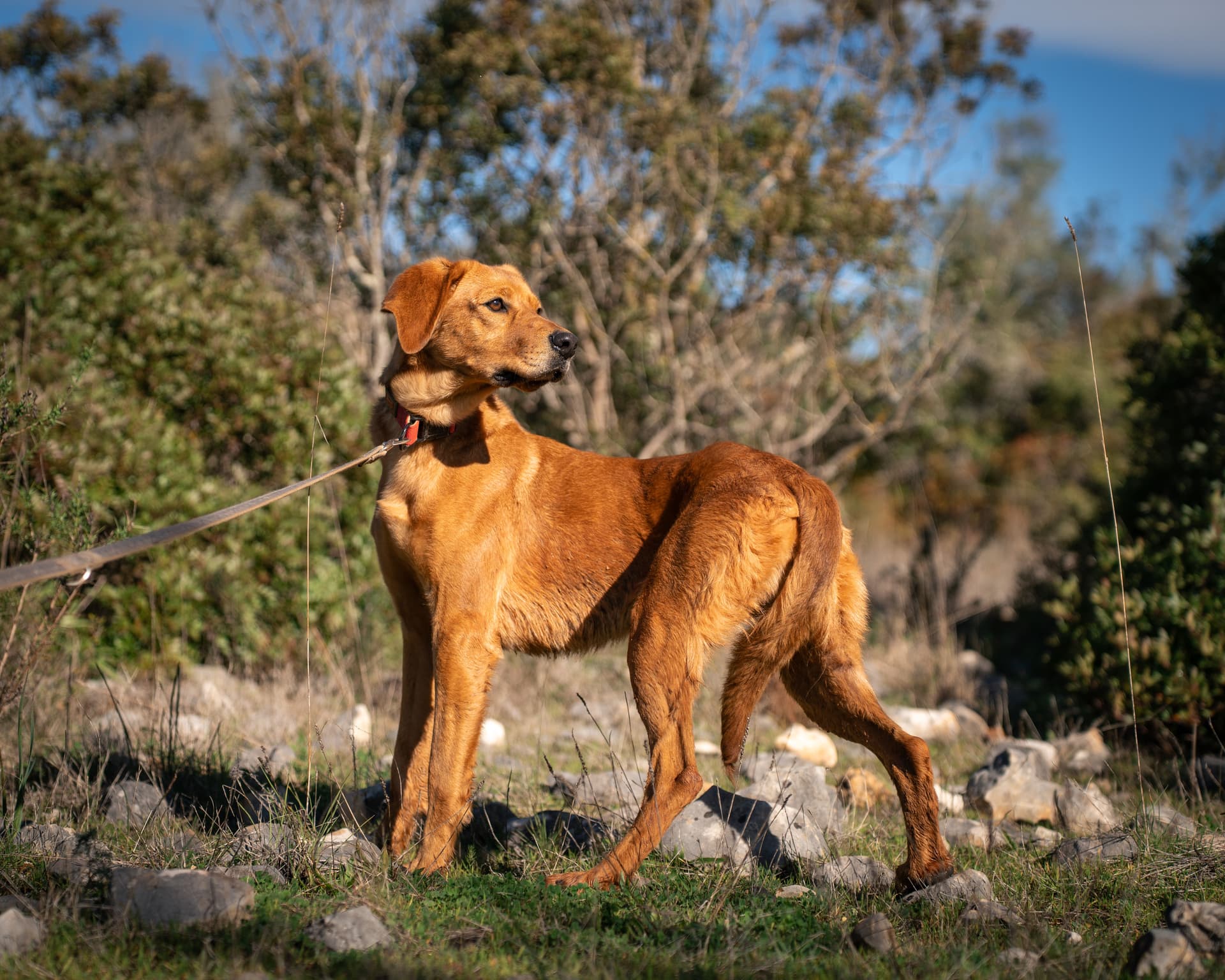 Nina, female Mixed Breed for adoption at Cadela Carlota, Cadela Carlota photo 4
