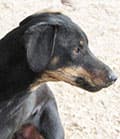 Claudio, male Mixed Breed for adoption at Aegean Dogs e.V. / FAZA Aegina