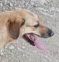 Dido, female Mixed Breed for adoption at Aegean Dogs e.V. / FAZA Aegina