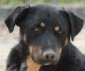 Donat, male Mixed Breed for adoption at Aegean Dogs e.V. / FAZA Aegina