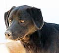 Frank, male Mixed Breed for adoption at Aegean Dogs e.V. / FAZA Aegina