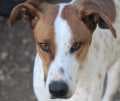 Romeo, male Mixed Breed for adoption at Aegean Dogs e.V. / FAZA Aegina