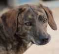 Sabine, female Mixed Breed for adoption at Aegean Dogs e.V. / FAZA Aegina