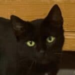 Mäusefänger suchen Anstellung auf Lebenszeit, male Mixed Breed for adoption at Dortmunder Katzenschutz e.V., Dortmund — photo 3 of 5