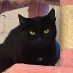 Mäusefänger suchen Anstellung auf Lebenszeit, male Mixed Breed for adoption at Dortmunder Katzenschutz e.V., Dortmund — photo 5 of 5