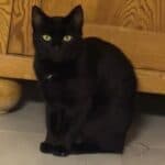 Mäusefänger suchen Anstellung auf Lebenszeit, male Mixed Breed for adoption at Dortmunder Katzenschutz e.V., Dortmund — photo 4 of 5