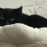 Mäusefänger suchen Anstellung auf Lebenszeit, male Mixed Breed for adoption at Dortmunder Katzenschutz e.V., Dortmund — photo 2 of 5