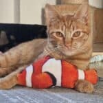 Privatvermittlung, male Mixed Breed for adoption at Dortmunder Katzenschutz e.V., Dortmund — photo 2 of 5