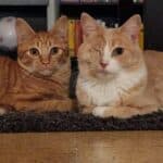 Privatvermittlung, male Mixed Breed for adoption at Dortmunder Katzenschutz e.V., Dortmund — photo 3 of 5