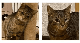 Kathie und Karlo suchen ihre Menschen, male Mixed Breed for adoption at Dortmunder Katzenschutz e.V., Dortmund