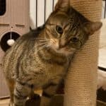 Kathie und Karlo suchen ihre Menschen, male Mixed Breed for adoption at Dortmunder Katzenschutz e.V., Dortmund — photo 2 of 7