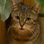 Kathie und Karlo suchen ihre Menschen, male Mixed Breed for adoption at Dortmunder Katzenschutz e.V., Dortmund — photo 4 of 7