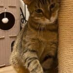 Kathie und Karlo suchen ihre Menschen, male Mixed Breed for adoption at Dortmunder Katzenschutz e.V., Dortmund — photo 3 of 7