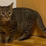 Kathie und Karlo suchen ihre Menschen, male Mixed Breed for adoption at Dortmunder Katzenschutz e.V., Dortmund — photo 6 of 7