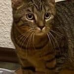 Kathie und Karlo suchen ihre Menschen, male Mixed Breed for adoption at Dortmunder Katzenschutz e.V., Dortmund — photo 7 of 7