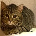 Kathie und Karlo suchen ihre Menschen, male Mixed Breed for adoption at Dortmunder Katzenschutz e.V., Dortmund — photo 5 of 7