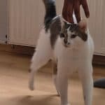 Die, male Mixed Breed for adoption at Dortmunder Katzenschutz e.V., Dortmund — photo 5 of 5