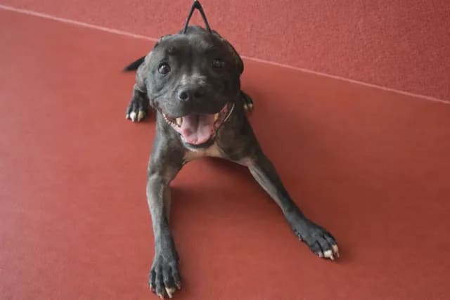 TIANA PAA24163 photo 2