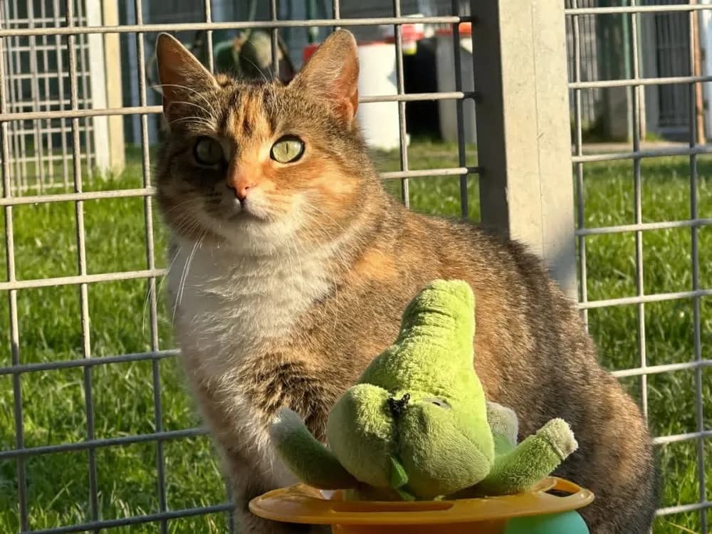 SATANA en SOS URGENT photo 2