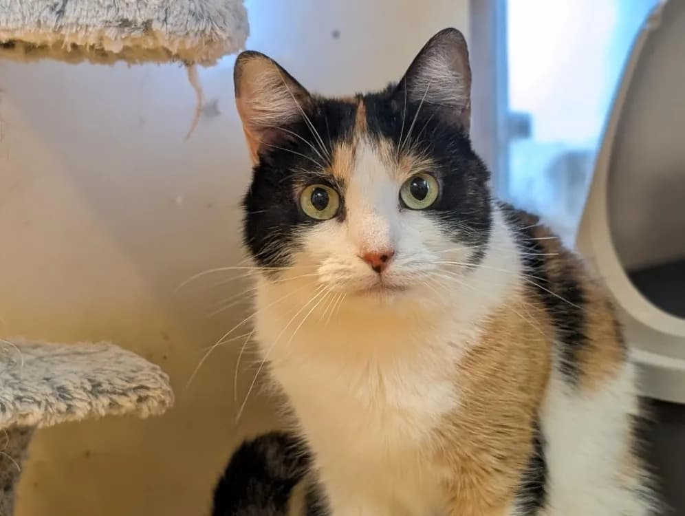 ETOILE A15885 photo 3