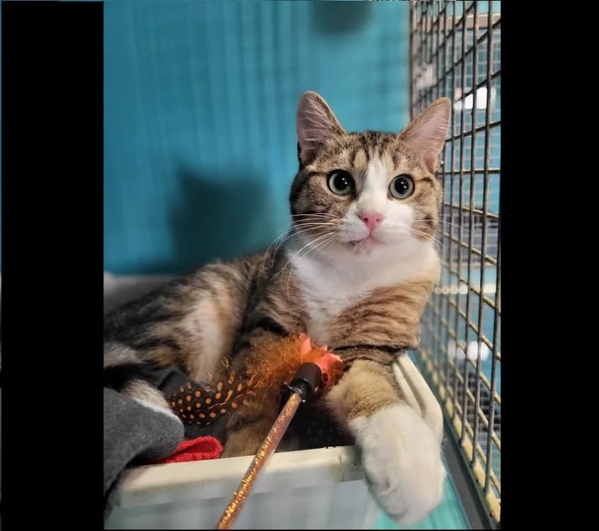 AMBRO HAB17529 photo 2