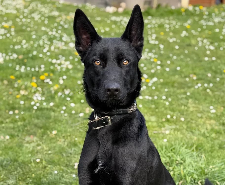 Midnight CAA15001 photo 2