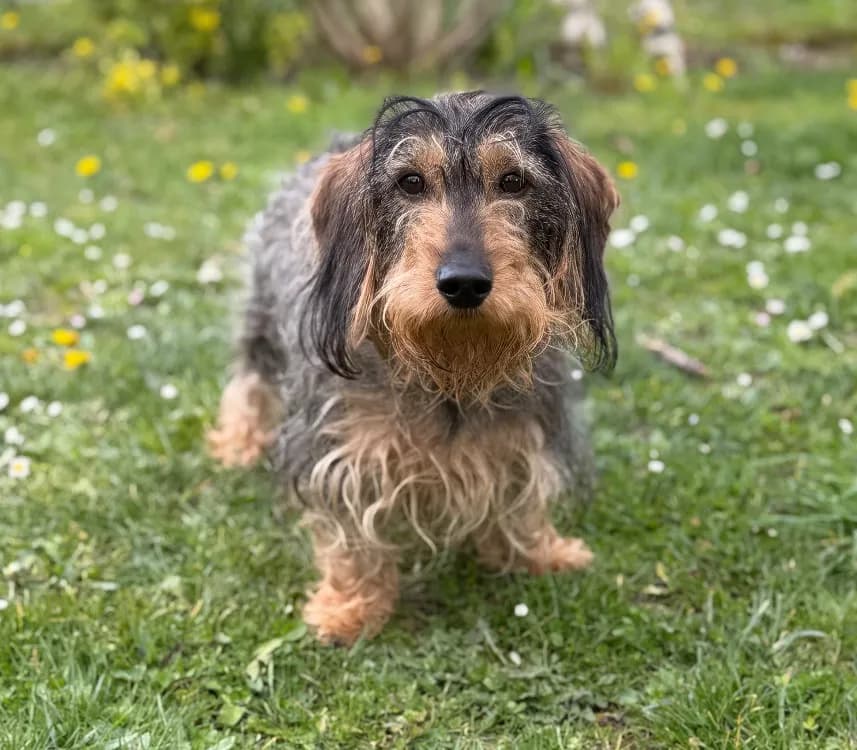 Jado CAA15003 photo 2