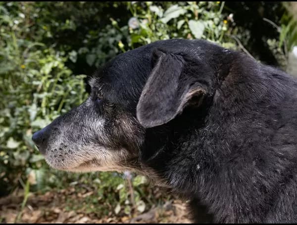 Ralph, male Mixed Breed for adoption at Canil Municipal de Lisboa