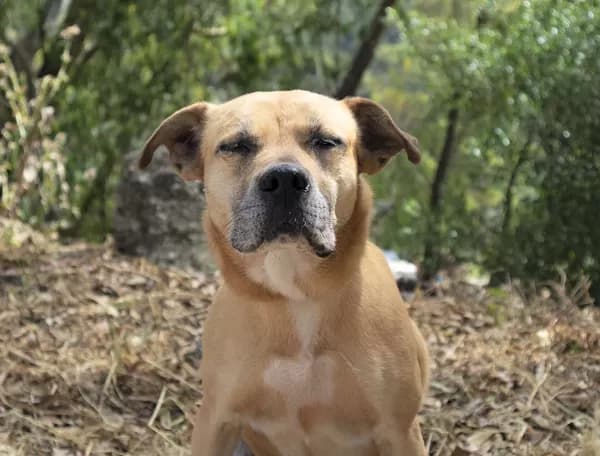 Princesa, female Mixed Breed for adoption at Canil Municipal de Lisboa