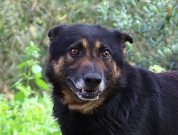 Pirata, male Mixed Breed for adoption at Canil Municipal de Lisboa