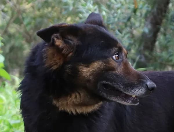 Pirata, male Mixed Breed for adoption at Canil Municipal de Lisboa — photo 2 of 4