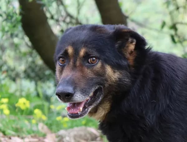 Pirata, male Mixed Breed for adoption at Canil Municipal de Lisboa — photo 3 of 4