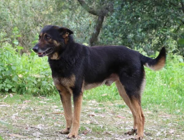 Pirata, male Mixed Breed for adoption at Canil Municipal de Lisboa — photo 4 of 4