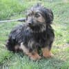 Steckbrief, female Yorkshire Terrier for adoption at Notfelle e.V. — photo 6 of 16