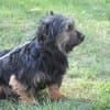 Steckbrief, female Yorkshire Terrier for adoption at Notfelle e.V. — photo 4 of 16