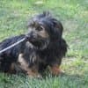 Steckbrief, female Yorkshire Terrier for adoption at Notfelle e.V. — photo 2 of 16