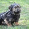 Steckbrief, female Yorkshire Terrier for adoption at Notfelle e.V. — photo 3 of 16