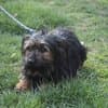 Steckbrief, female Yorkshire Terrier for adoption at Notfelle e.V. — photo 7 of 16