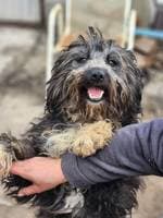 Bitte spenden Sie hier, female Mixed Breed for adoption at Pfotenhilfe-Ungarn e.V.