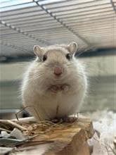 Crystal, female mixed breed for adoption at Raystede Centre, Ringmer