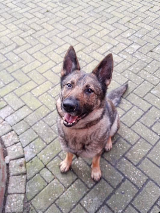 Elli, schwarz-grauIm Tierheim seit: 24.06.2022 female German Shepherd for adoption at Tierheim Jübberde, Uplengen — photo 6 of 8