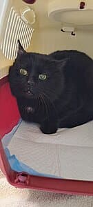 Tiber, female European Shorthair for adoption at Tierheim Koblenz, Koblenz — photo 4 of 4