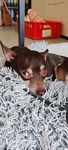 Napoleon,  Chihuahua for adoption at Tierheim Koblenz, Koblenz — photo 7 of 8